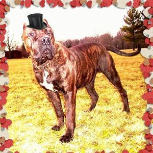 Meet your Posher, Vinny